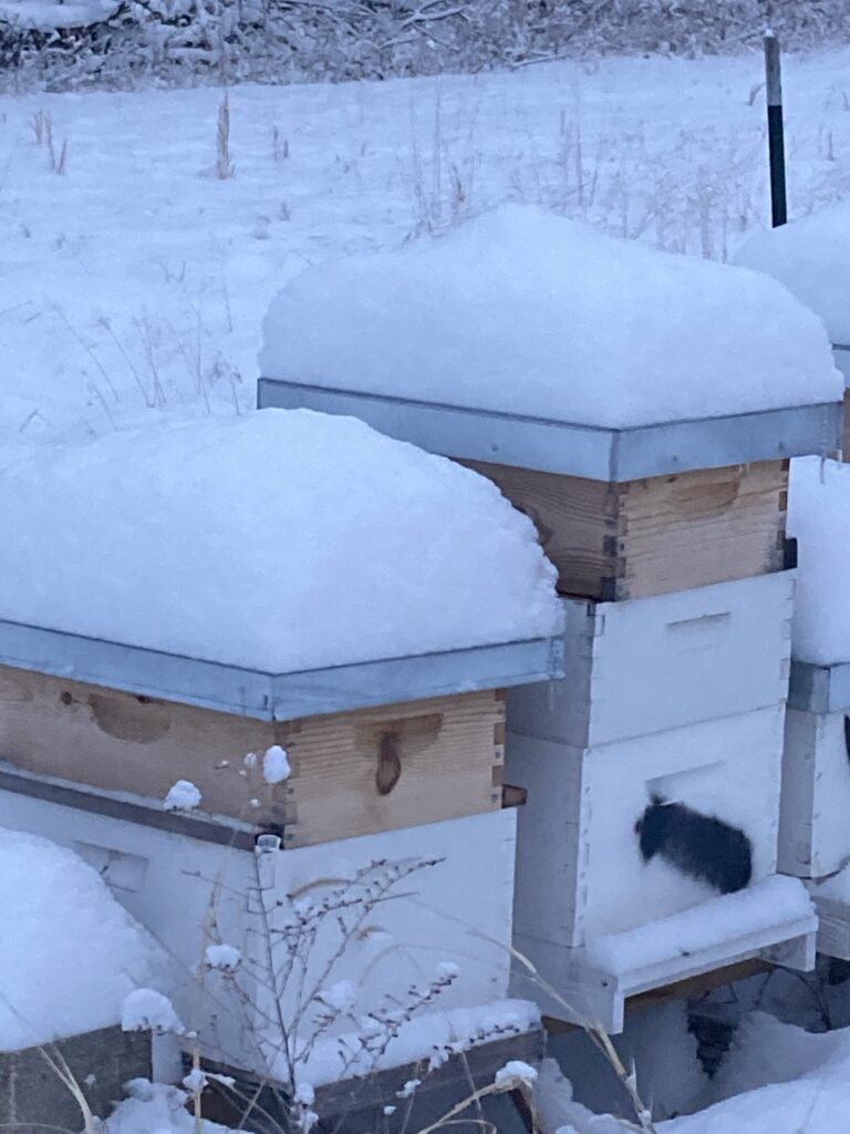 Beehives in a fresh snow, 2022
