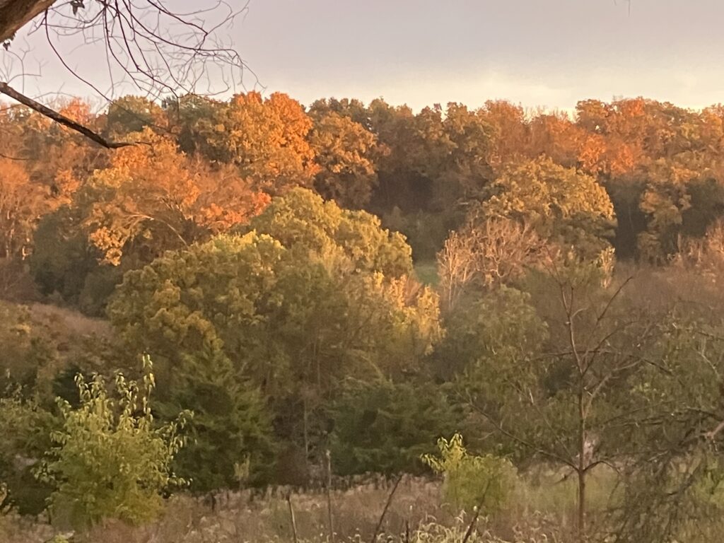 fall foliage at the farm.
Copyright 2025 by Mike Conroy