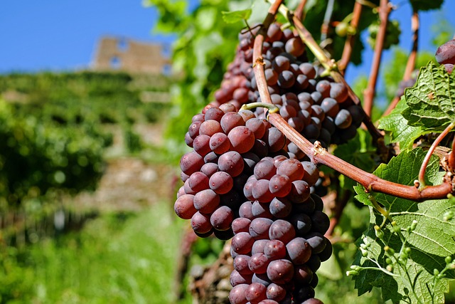 photo of a bunch of grapes hanging on a vine