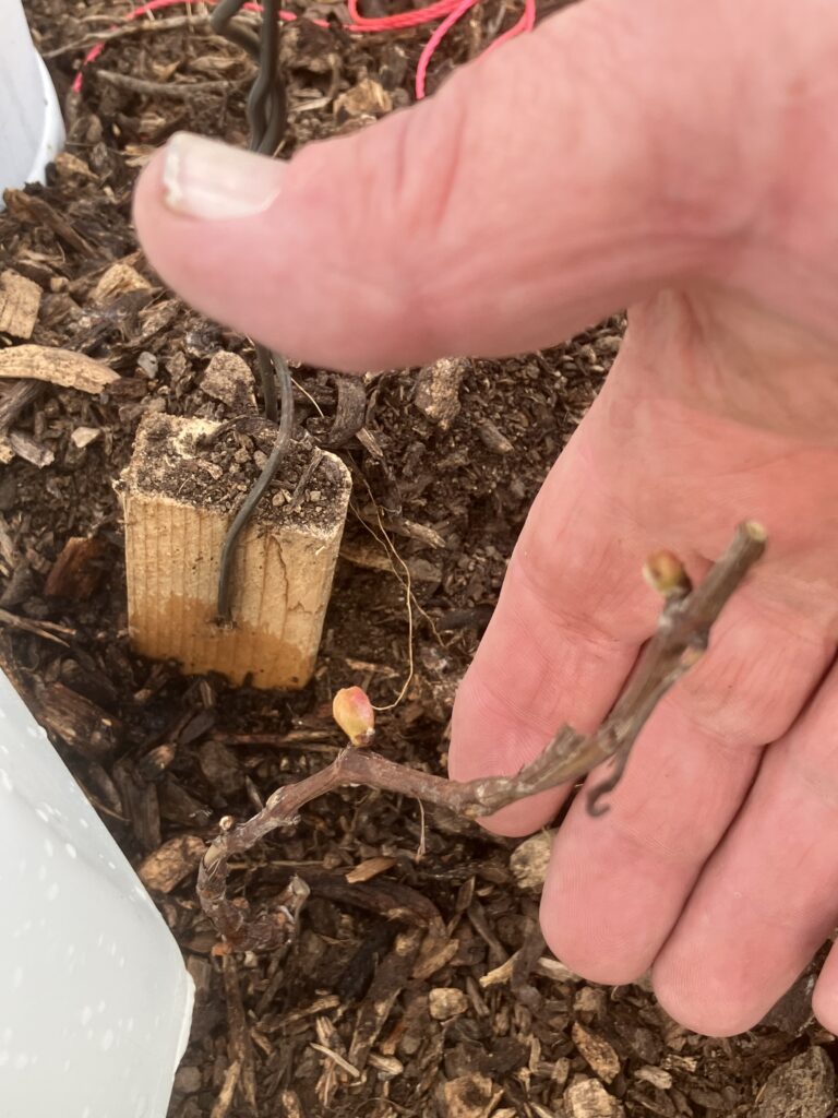 Budding grape vine on Mar. 24,2026