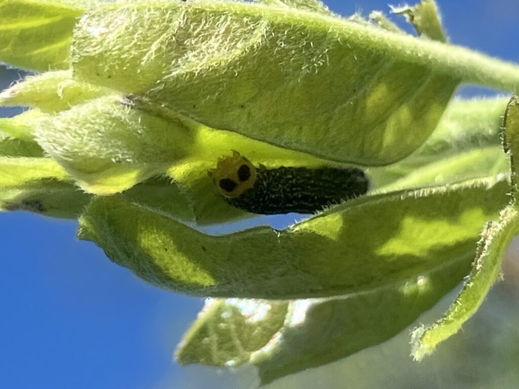Larvae in a native male persimmon tree.