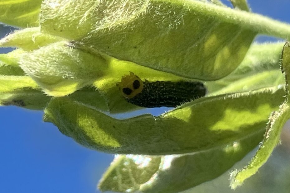 Larvae in a native male persimmon tree.
