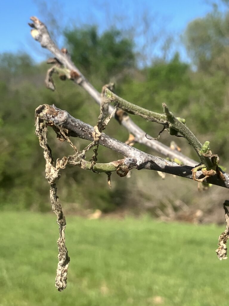 Complete denuding of new growth on terminal branch of male native persimmon tree