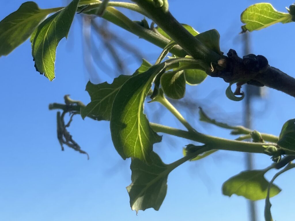 Damage to leaves from sawfly larvae on persimmon tree