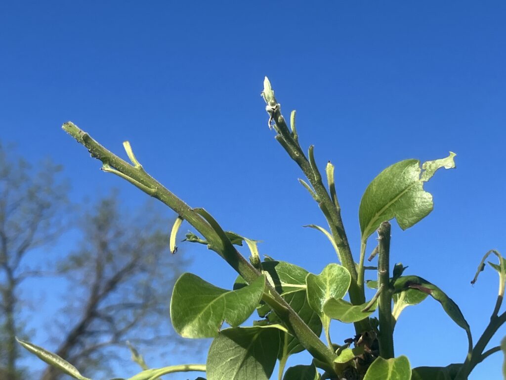 Terminal branch damage from sawfly infestation.