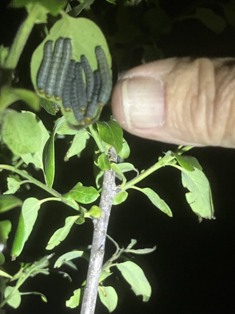 Larvae on underside of leaves at night