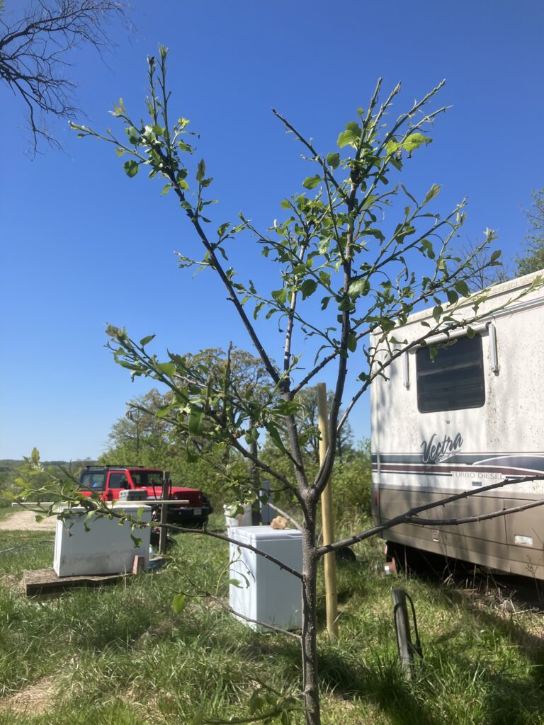 Photo after first night of sawfly larvae feeding on native male persimmon tree shows the devastation level.