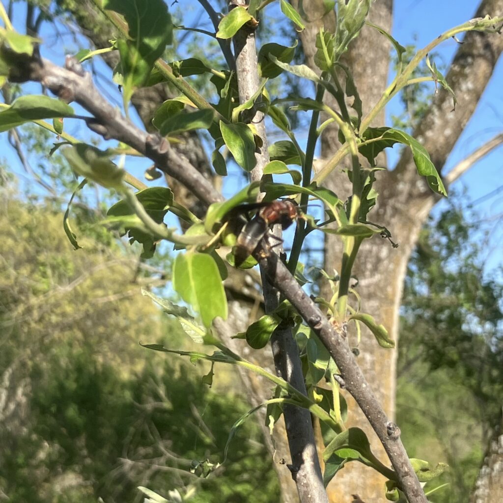 Wasp hunting on persimmon tree.