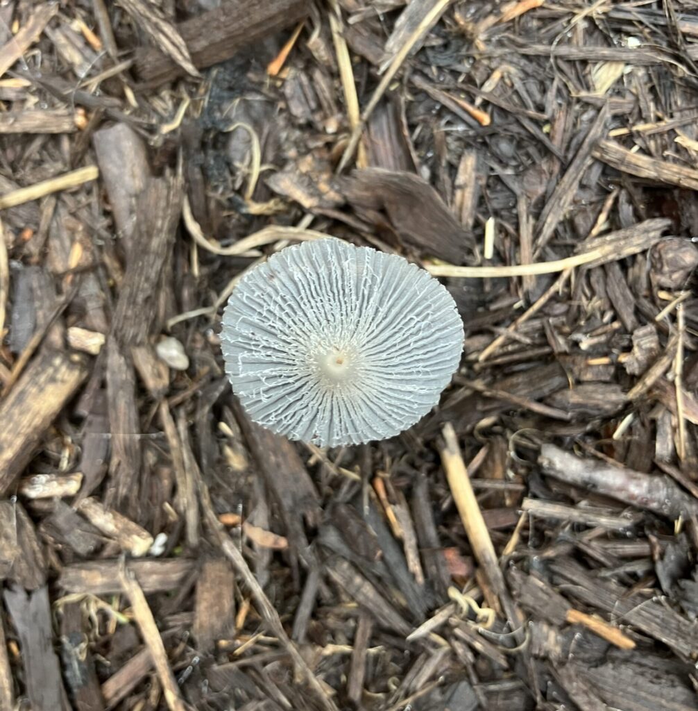Photo of a Parasol Inkcap (Parasola plicatilis) found outside the Heckart Community Center on Friday, June 13, 2025